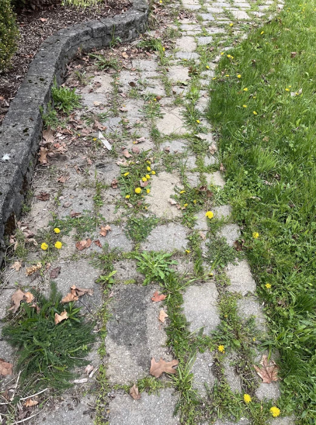 Rénovation complète d’une pelouse — avant